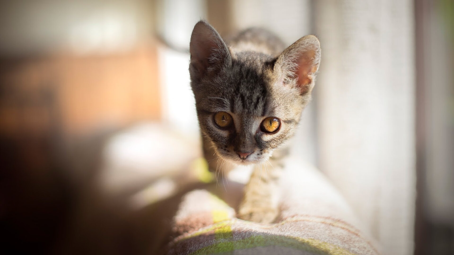 kaiyun官方入口登录-中国女篮防守反击效率提高，中国女篮战术