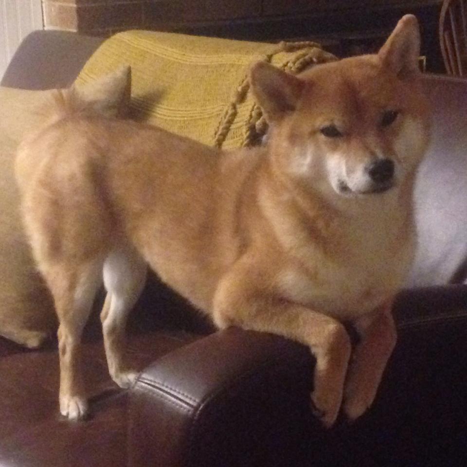 开云注册-五大联赛最具创造力的前腰球员全面盘点，五大联赛最具创造力的前腰球员全面盘点是谁