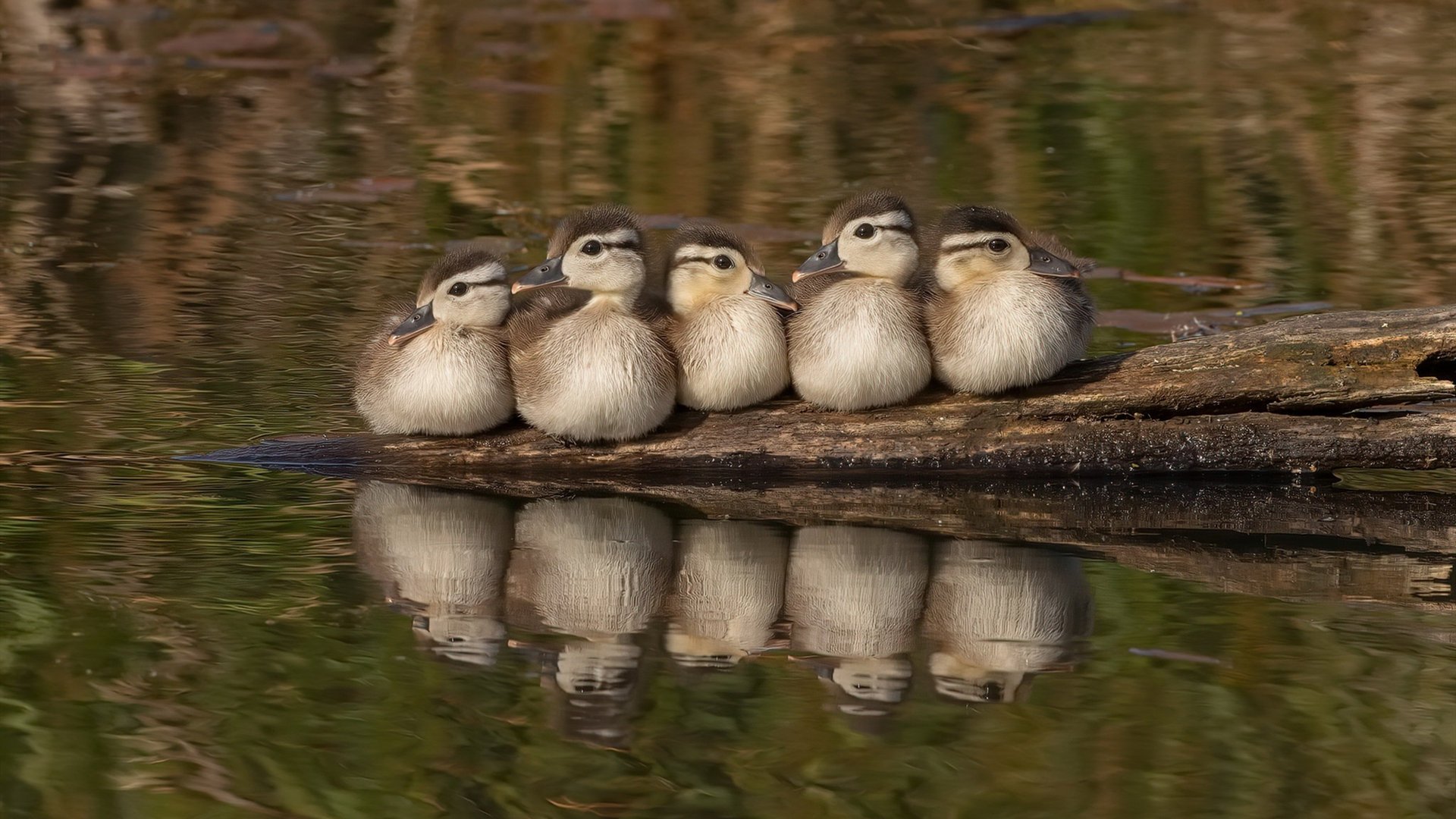 开云体育官方网站登陆-出发反应平均值：美国最具爆发力