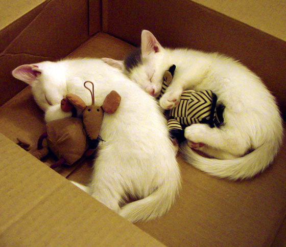 基层足球设施使用权纠纷问题突出,全国社会足球场地设施建设专项行动项目和资金管理办法